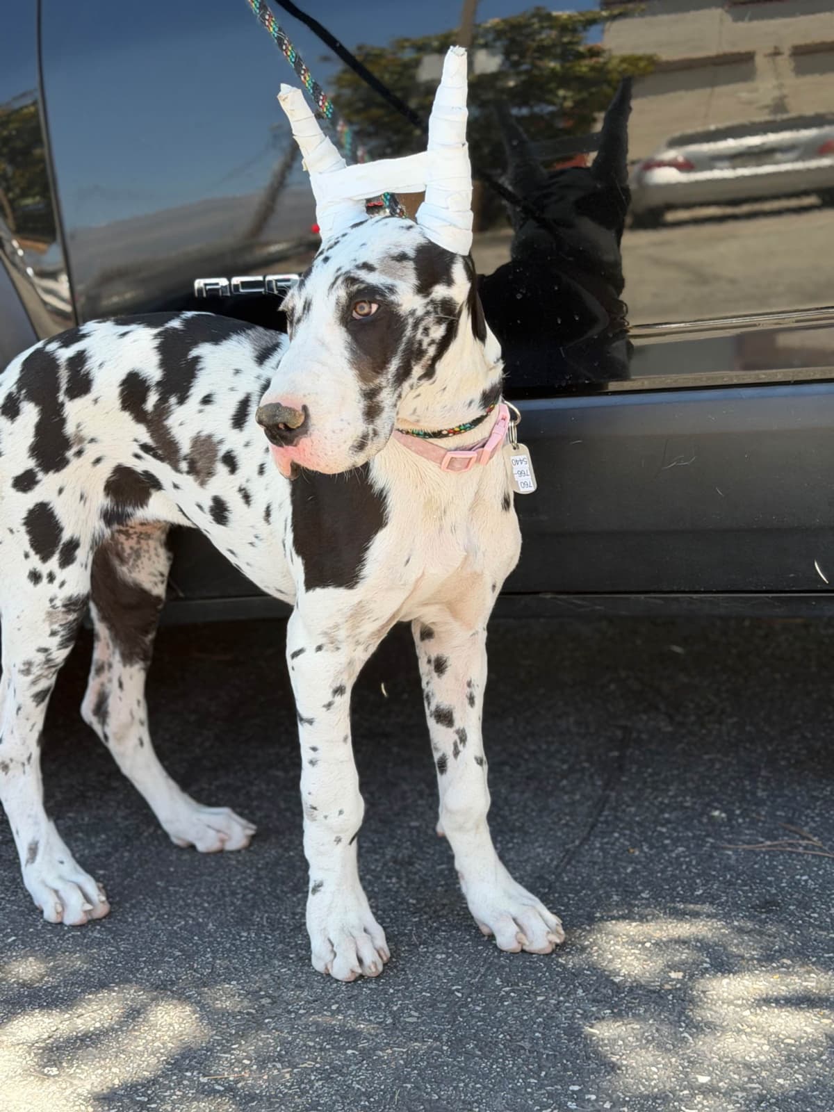 Great Dane Puppies breeder image 16