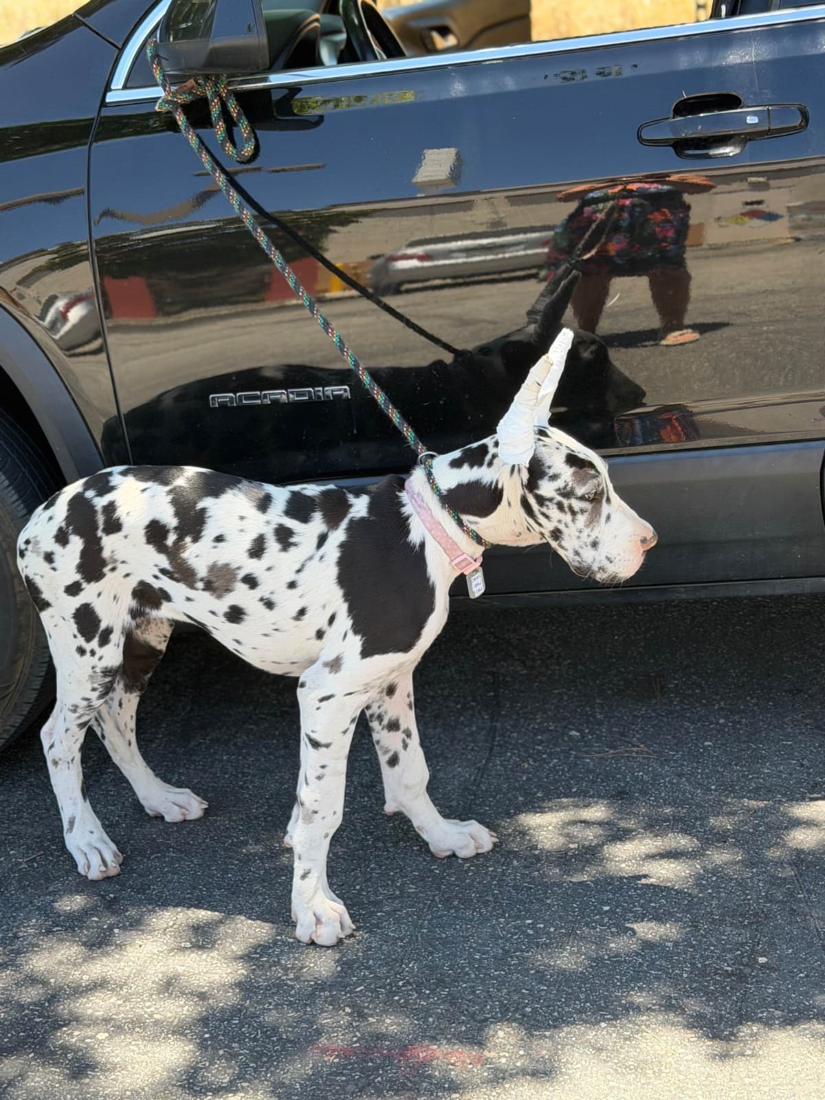 Great Dane Puppies breeder image 17