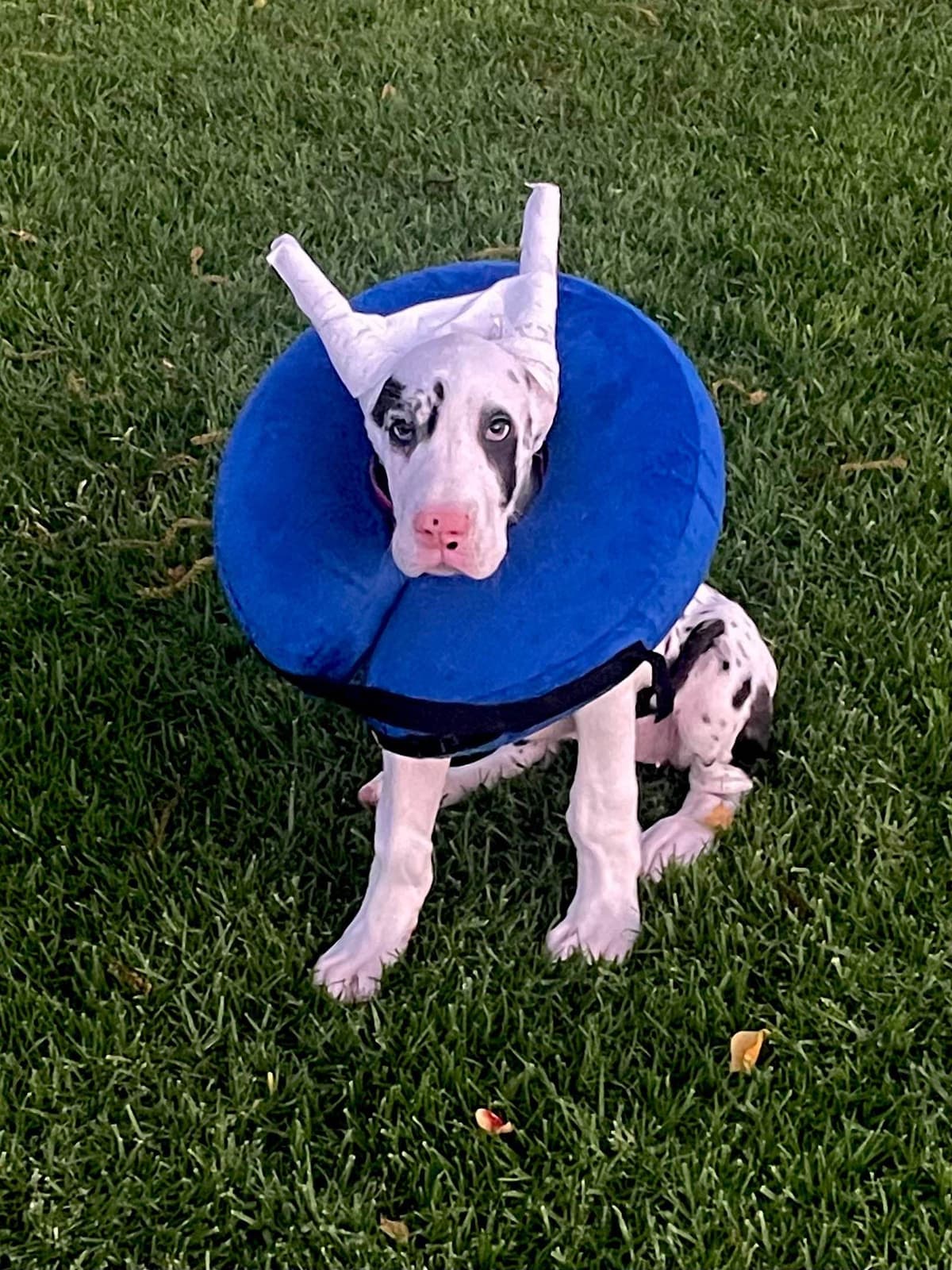 Great Dane Puppies breeder image 18