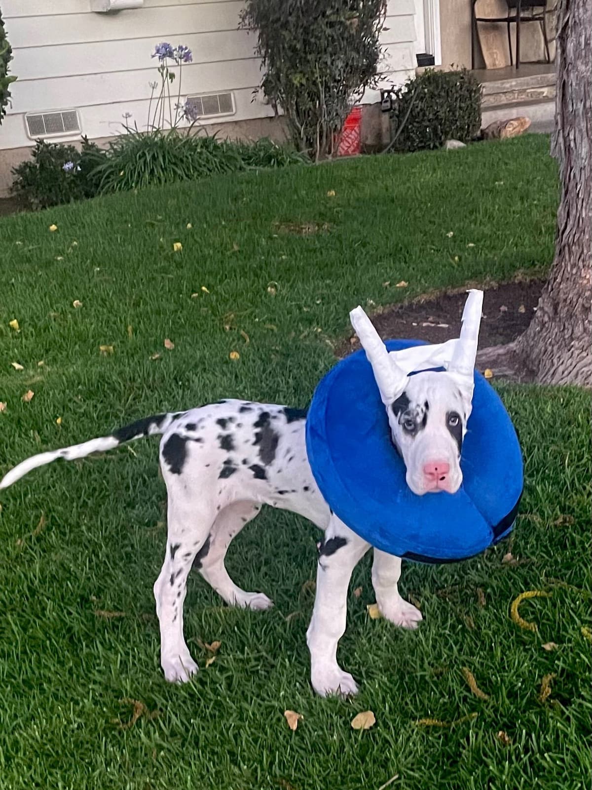 Great Dane Puppies breeder image 19