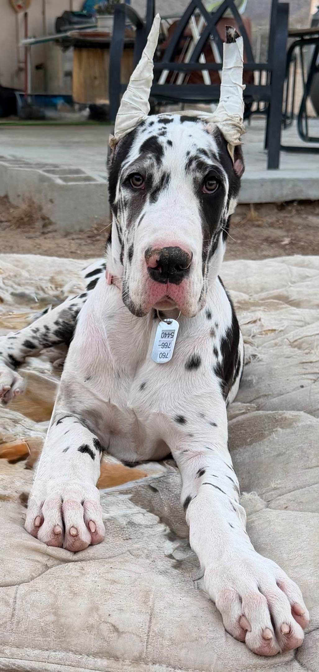 Great Dane Puppies breeder image 20
