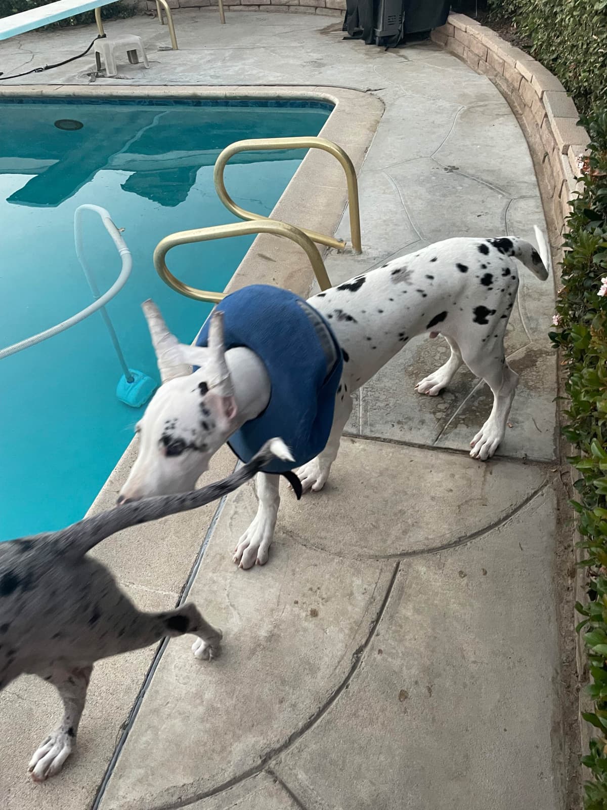 Great Dane Puppies breeder image 21