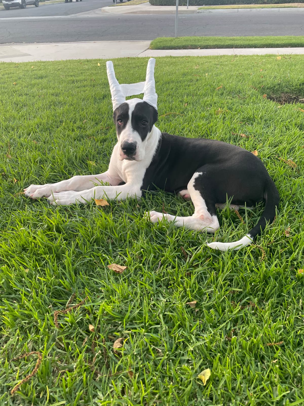 Great Dane Puppies breeder image 22