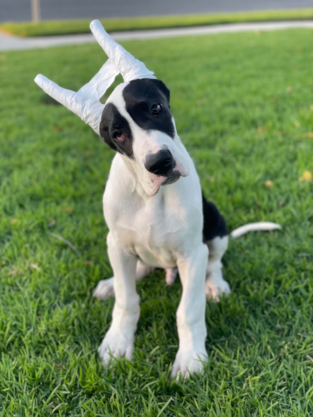 Great Dane Puppies breeder image 23