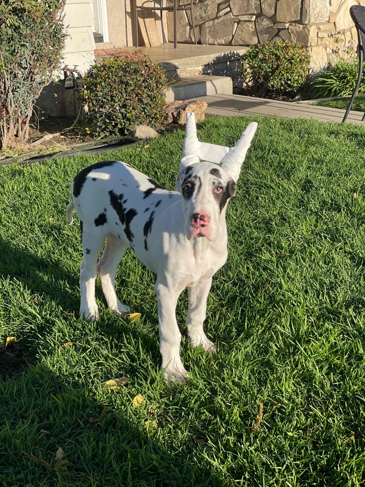 Great Dane Puppies breeder image 24