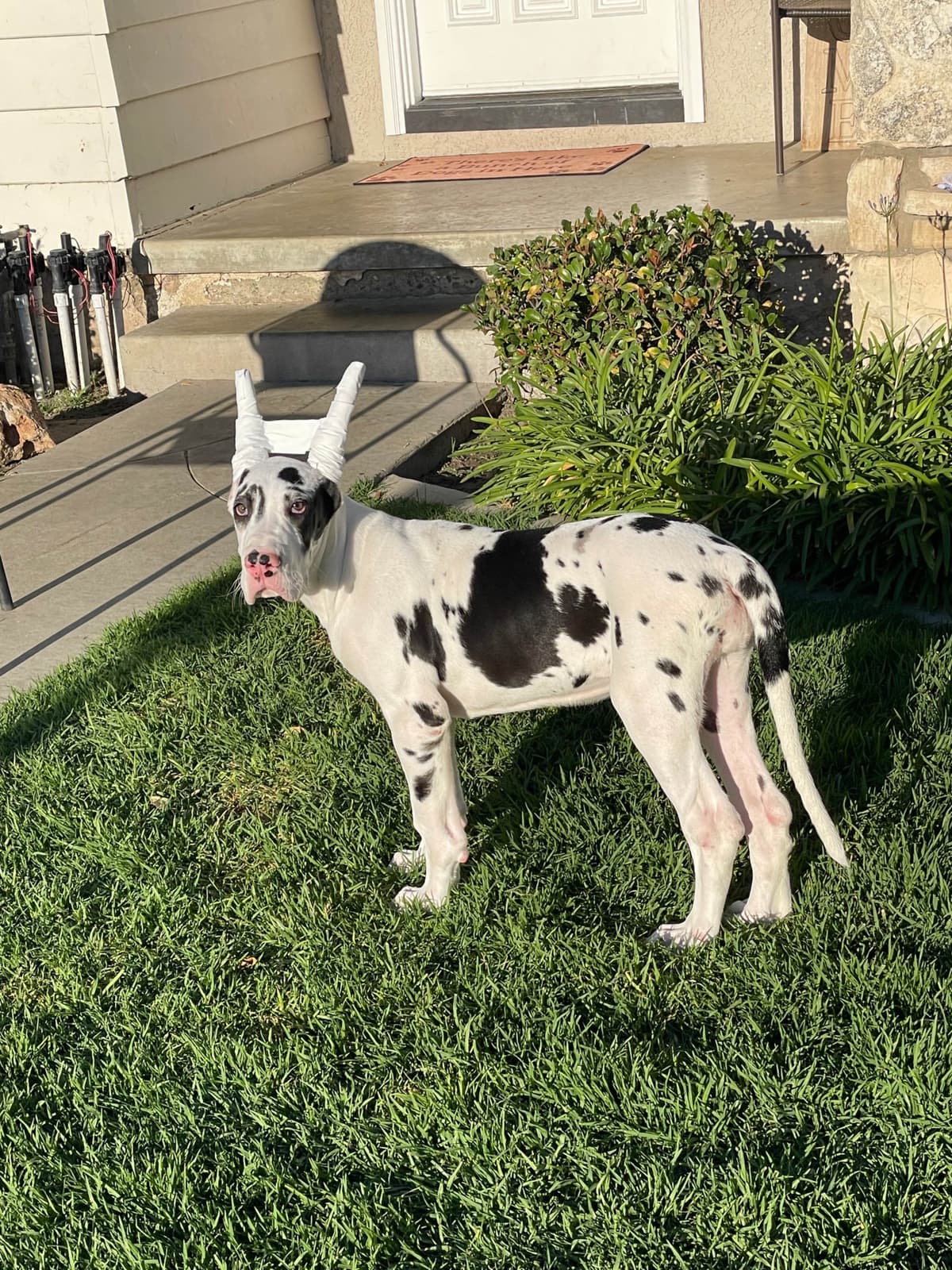 Great Dane Puppies breeder image 25