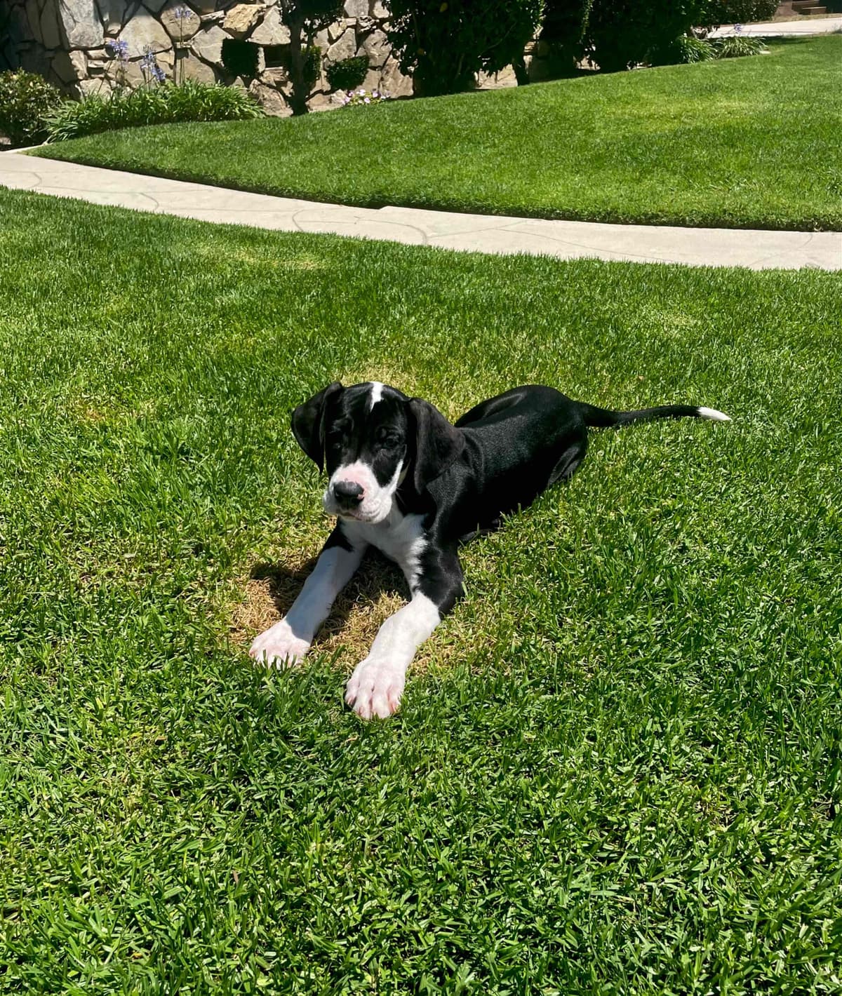Great Dane Puppies breeder image 27