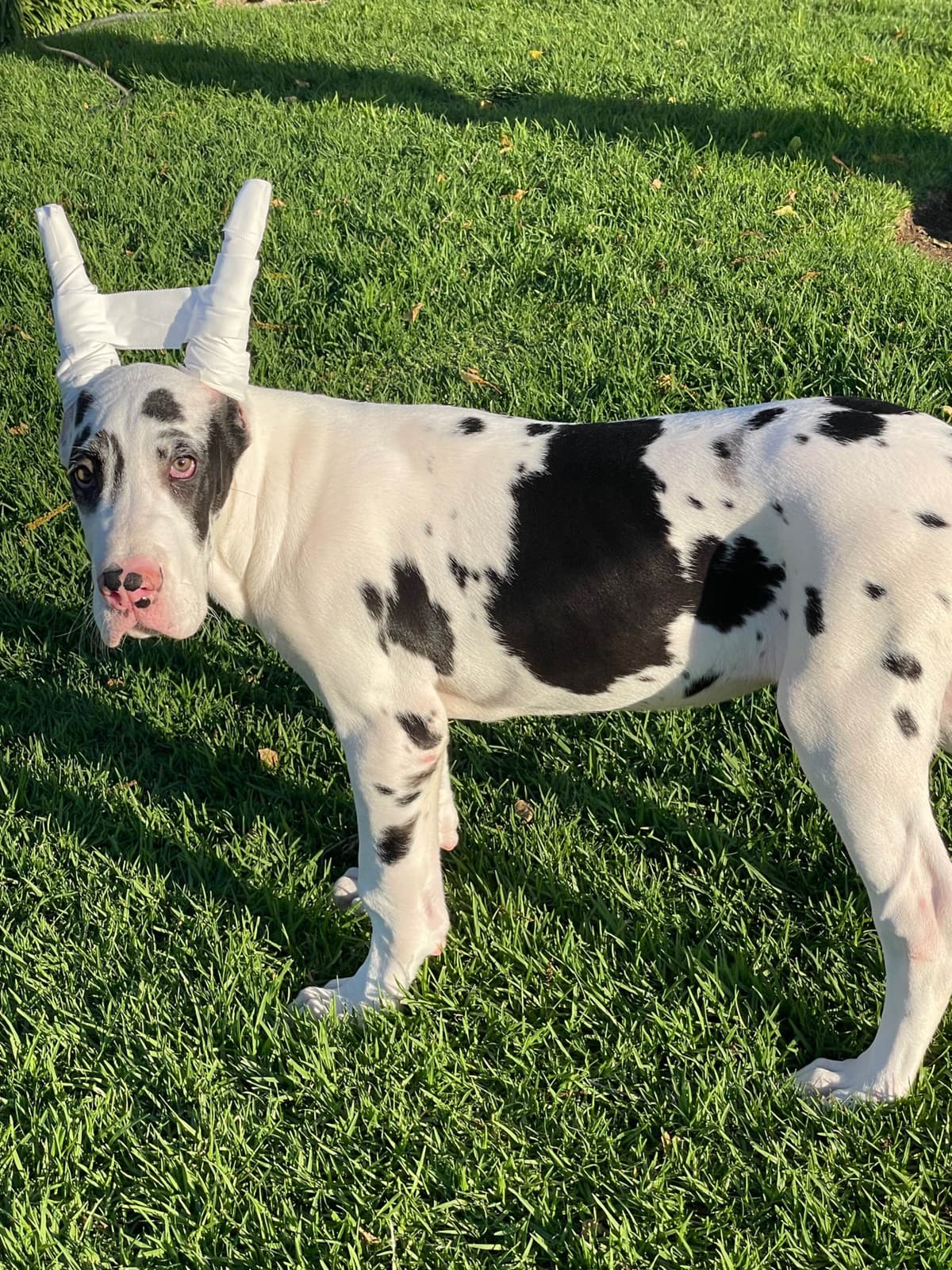 Great Dane Puppies breeder image 28