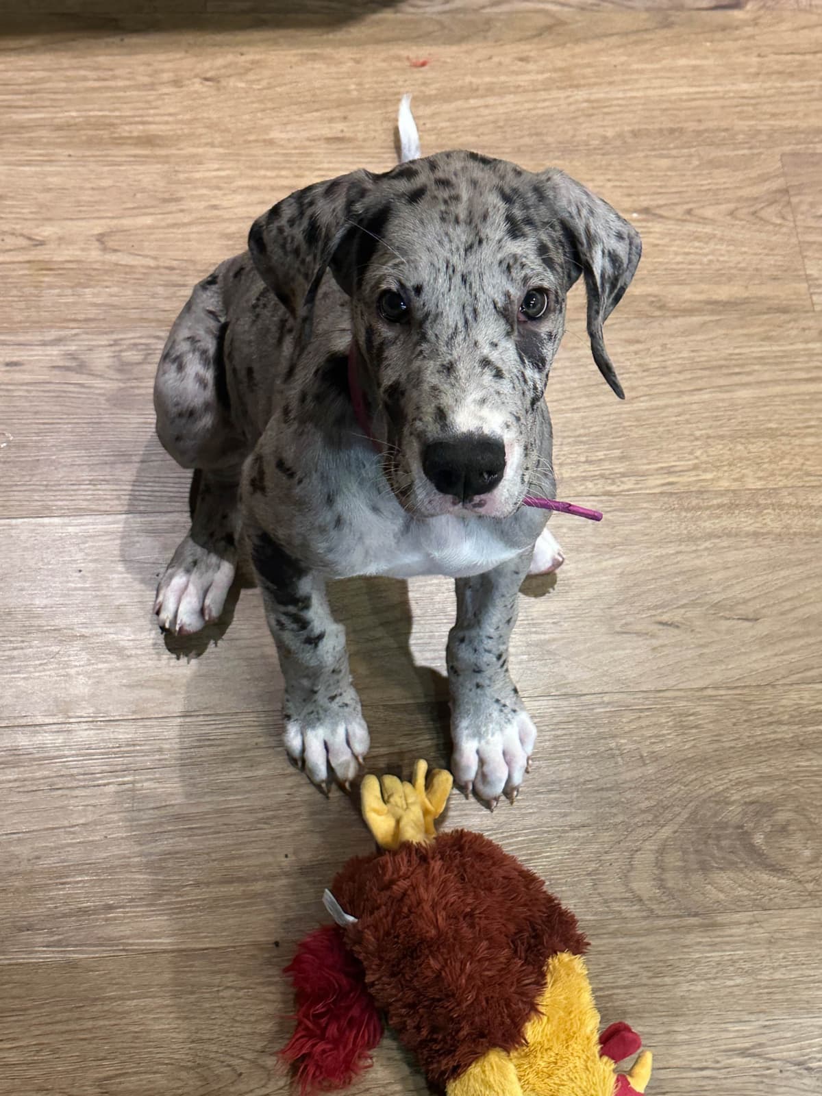 Great Dane Puppies breeder image 29