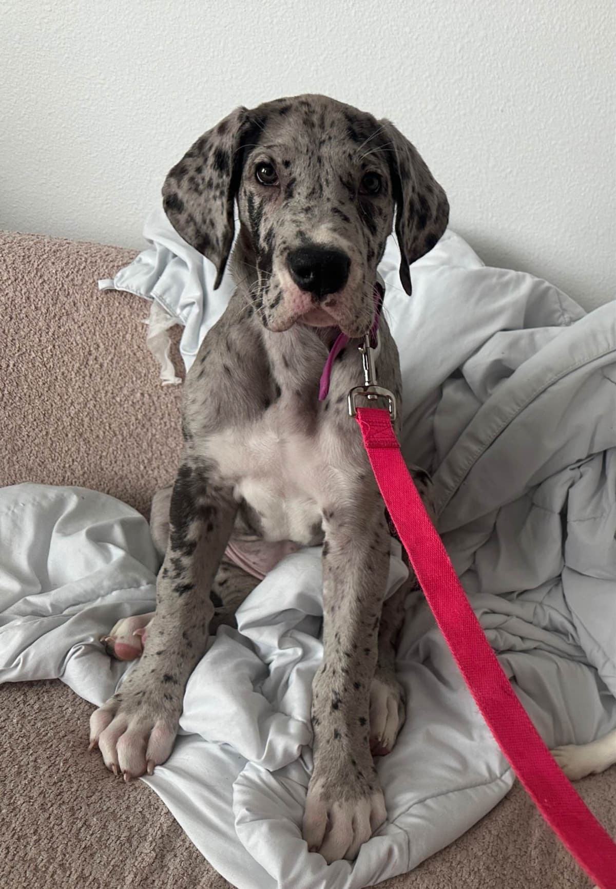 Great Dane Puppies breeder image 2