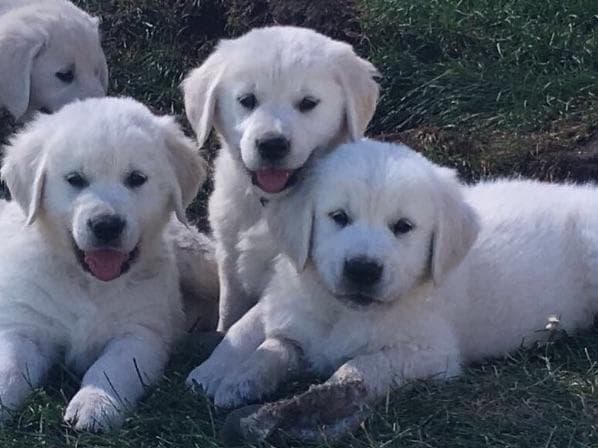 💙English CreamGolden Retriever Puppies $3500 breeder image 31