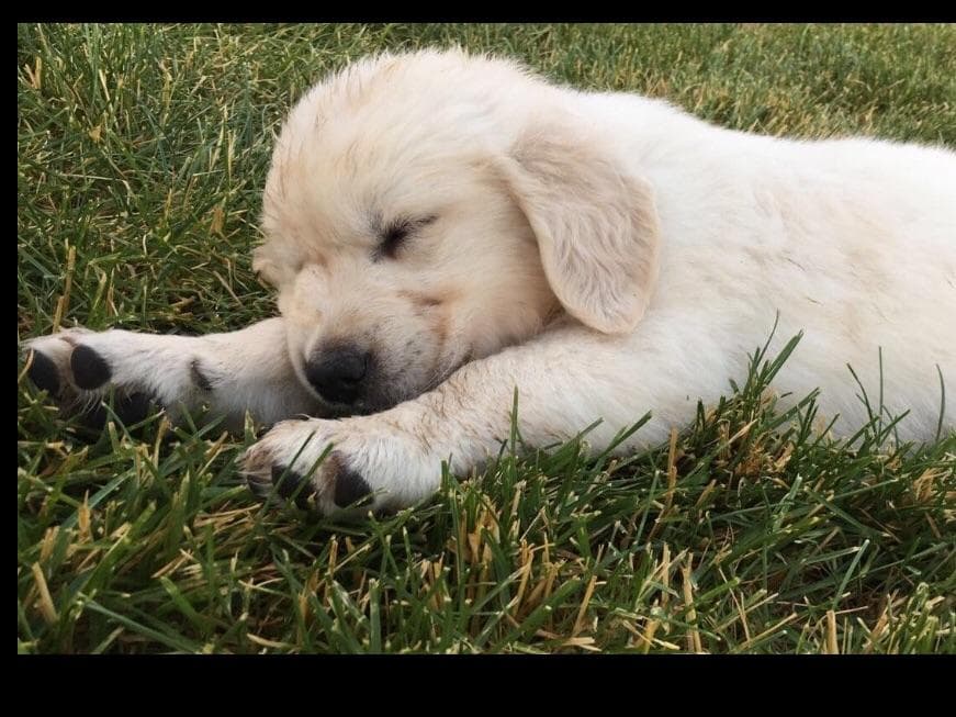 💙English CreamGolden Retriever Puppies $3500 breeder image 23