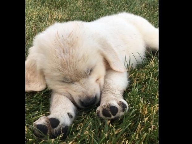 💙English CreamGolden Retriever Puppies $3500 breeder image 40