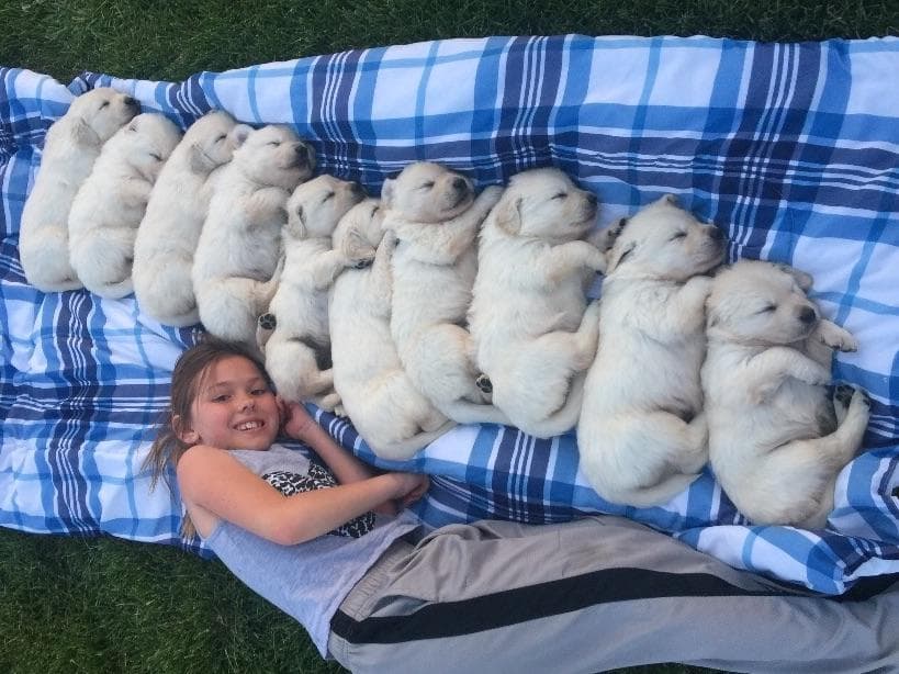 💙English CreamGolden Retriever Puppies $3500 breeder image 41