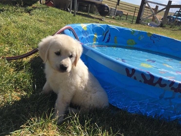 💙English CreamGolden Retriever Puppies $3500 breeder image 34