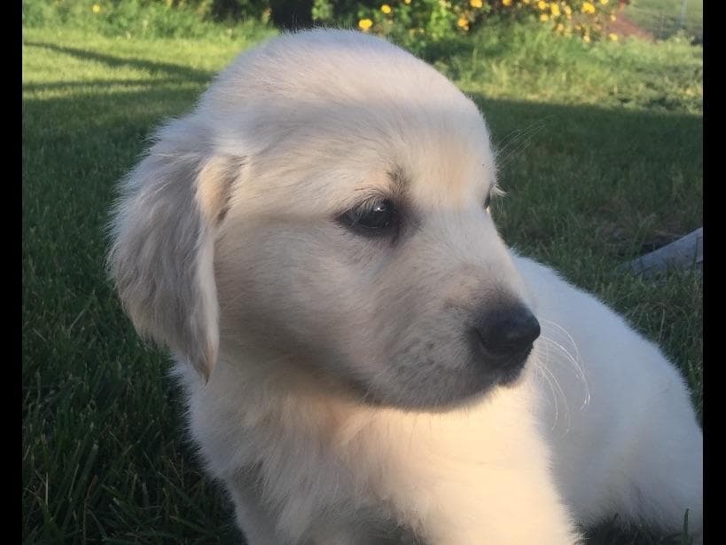 💙English CreamGolden Retriever Puppies $3500 breeder image 21