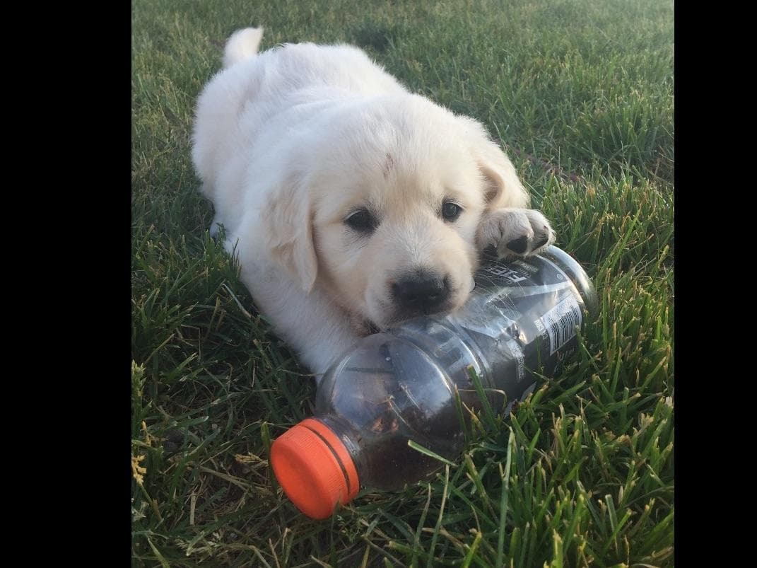 💙English CreamGolden Retriever Puppies $3500 breeder image 28