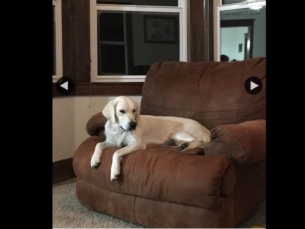 💙English CreamGolden Retriever Puppies $3500 breeder image 42
