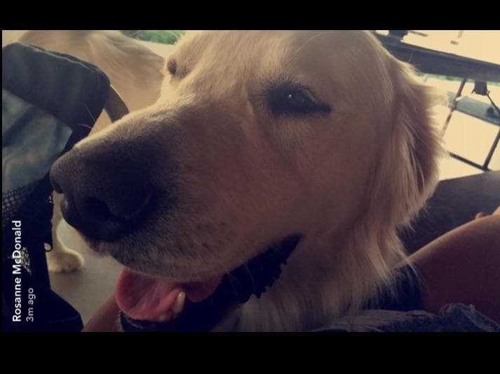 💙English CreamGolden Retriever Puppies $3500 breeder image 43
