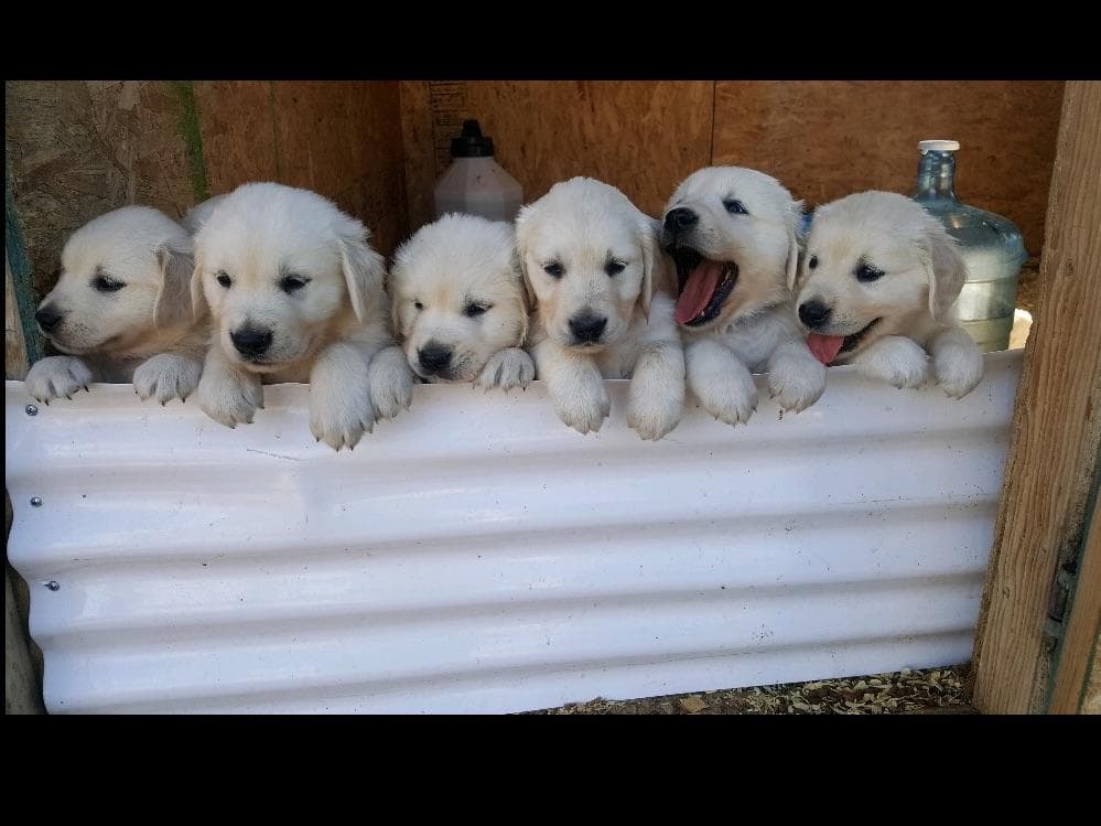 💙English CreamGolden Retriever Puppies $3500 breeder image 44