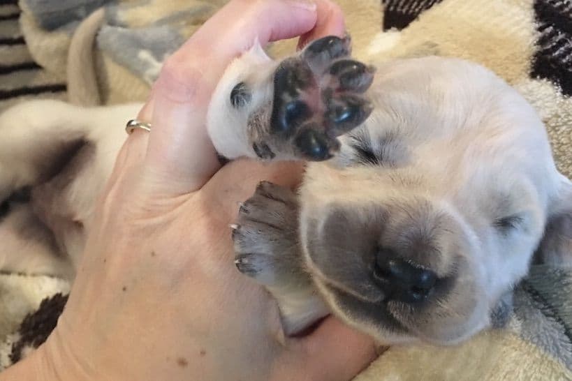 💙English CreamGolden Retriever Puppies $3500 breeder image 39