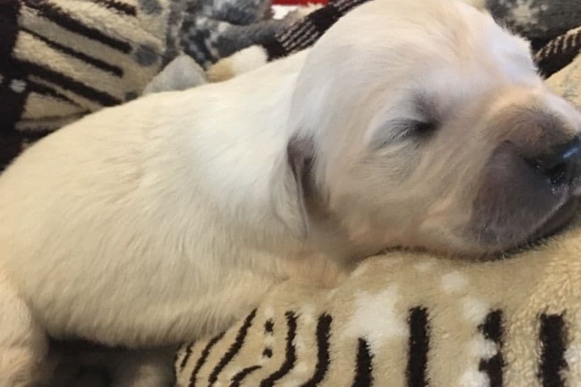 💙English CreamGolden Retriever Puppies $3500 breeder image 33