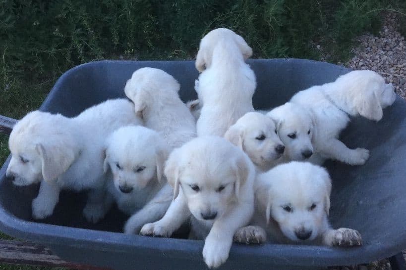 💙English CreamGolden Retriever Puppies $3500 breeder image 37