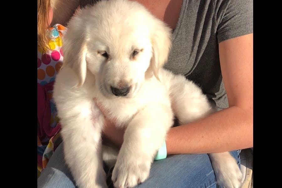 💙English CreamGolden Retriever Puppies $3500 breeder image 35