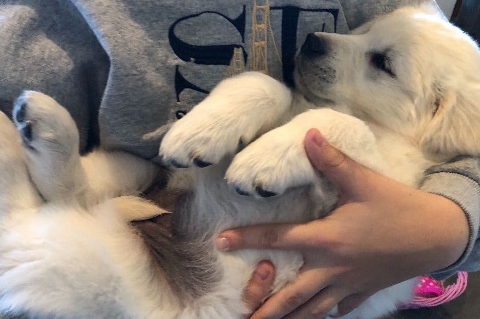 💙English CreamGolden Retriever Puppies $3500 breeder image 22