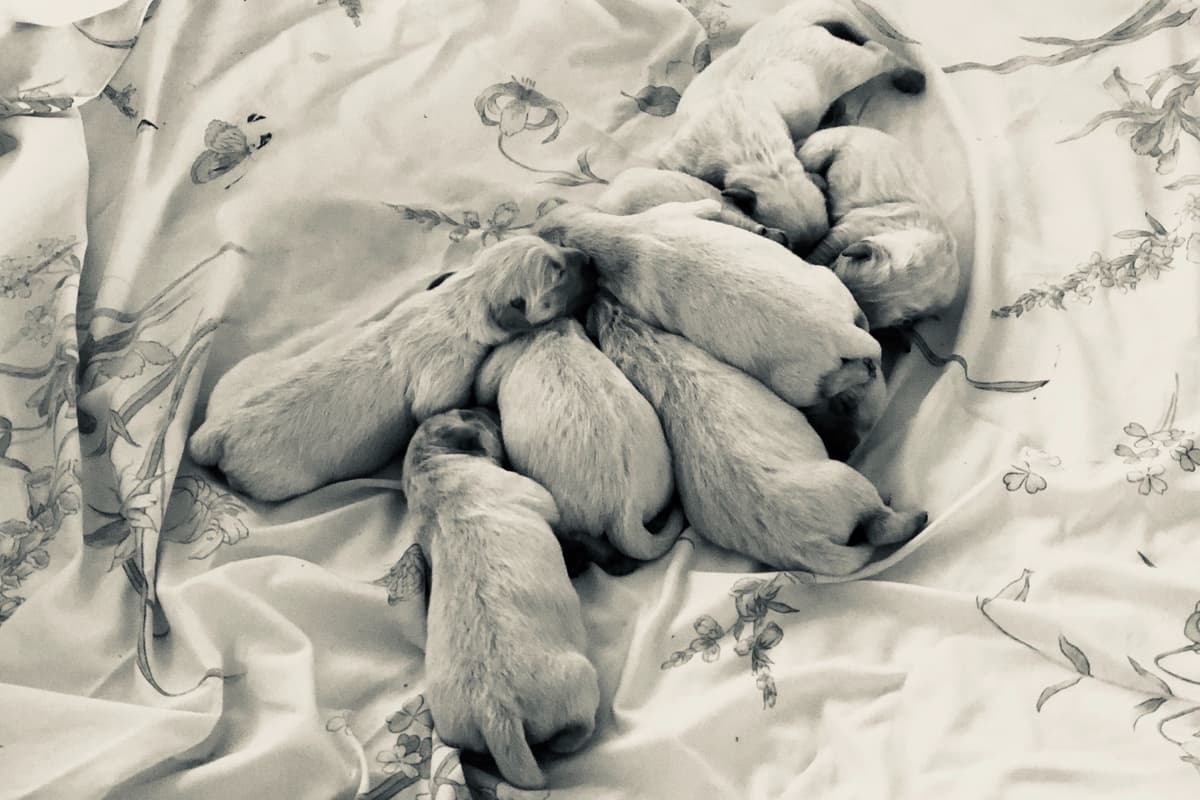 💙English CreamGolden Retriever Puppies $3500 breeder image 46