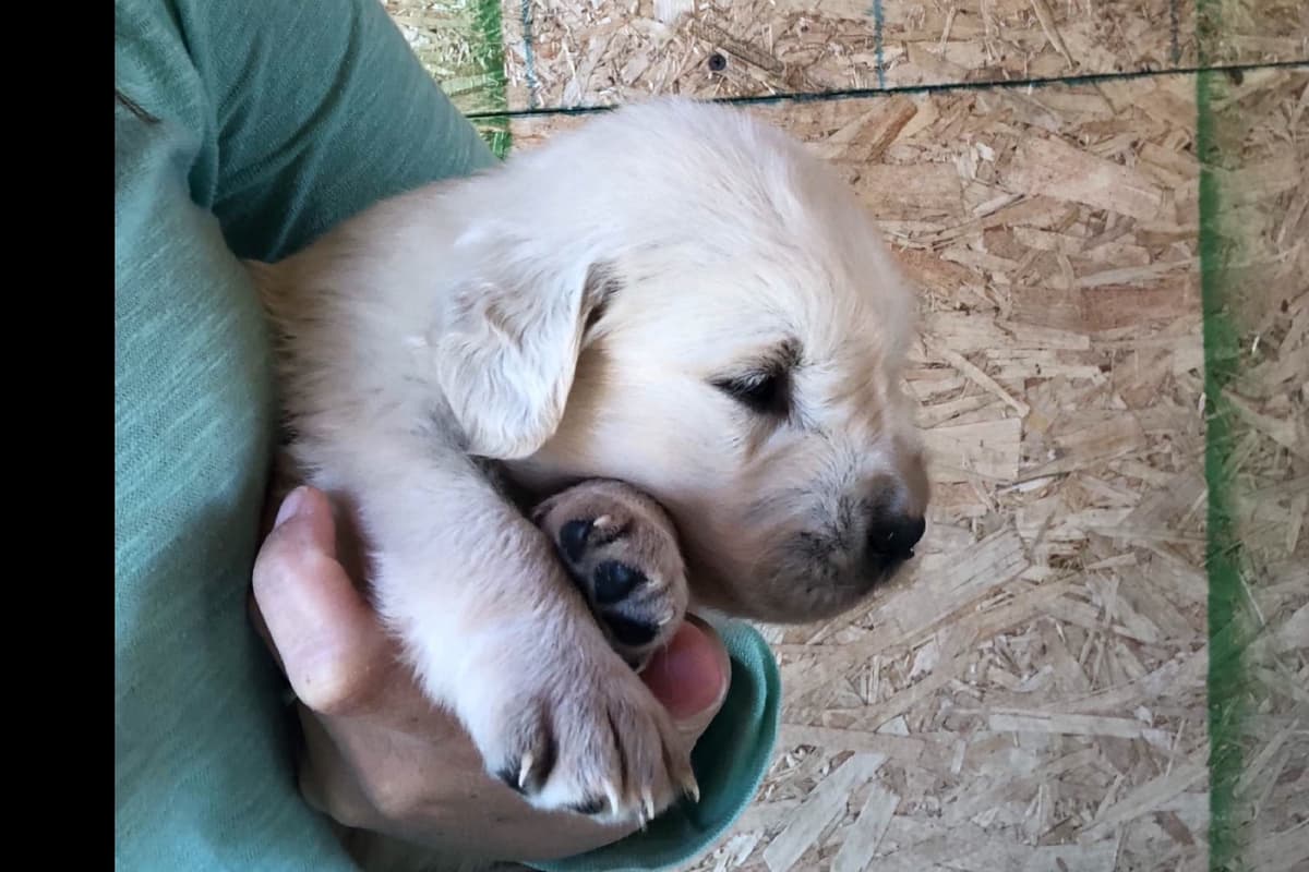 💙English CreamGolden Retriever Puppies $3500 breeder image 50