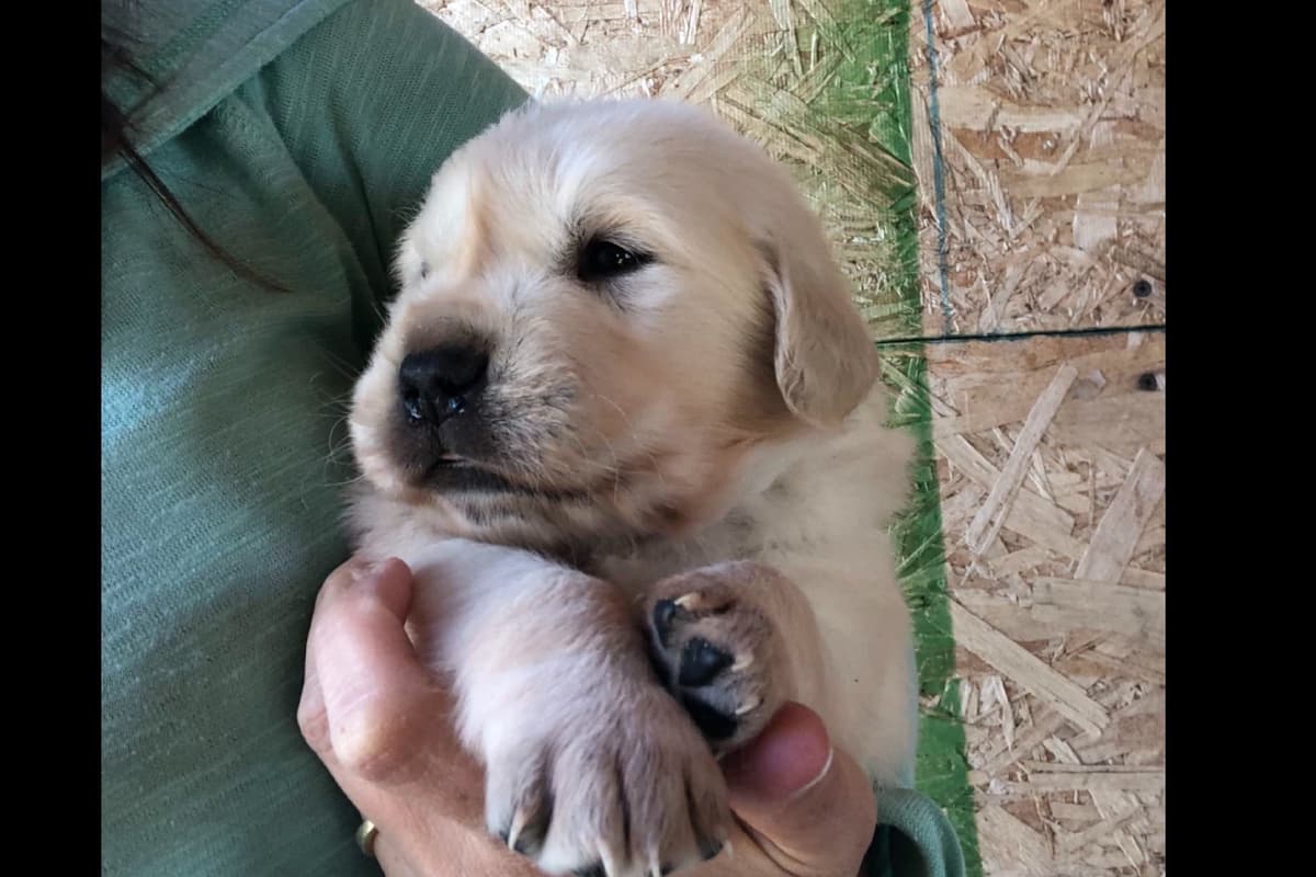 💙English CreamGolden Retriever Puppies $3500 breeder image 32
