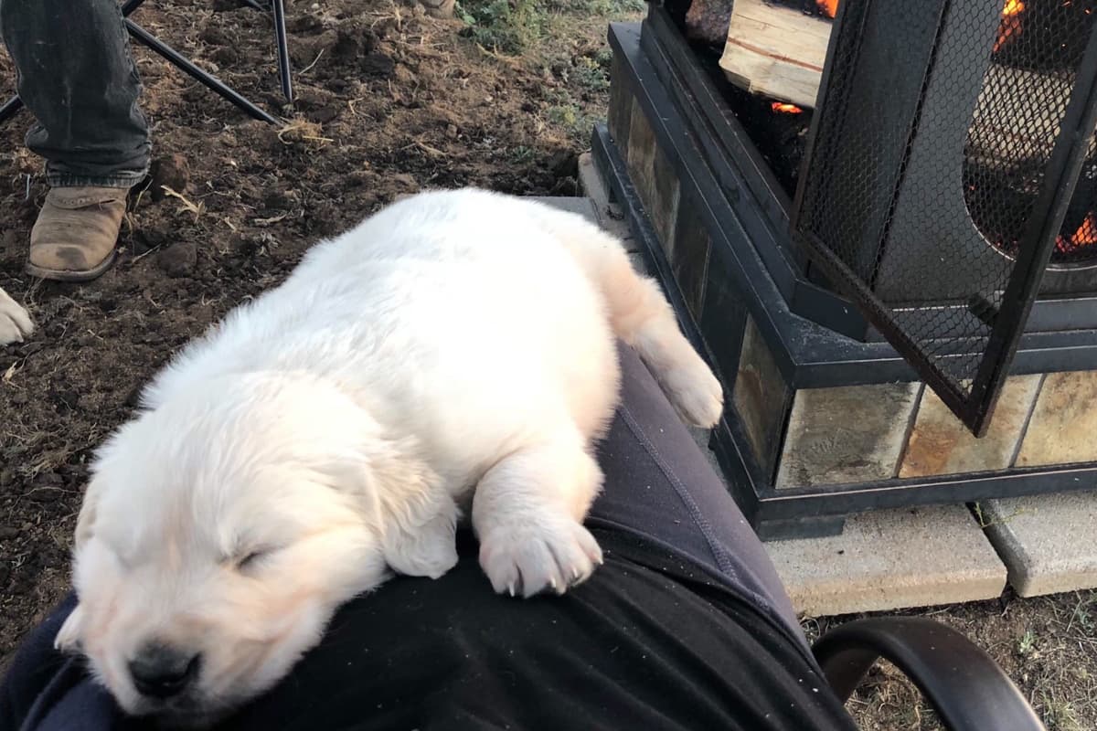 💙English CreamGolden Retriever Puppies $3500 breeder image 51