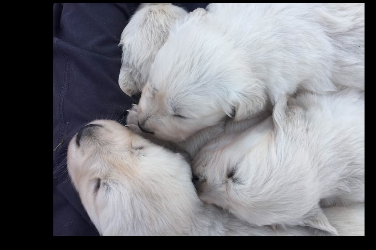 💙English CreamGolden Retriever Puppies $3500 breeder image 52