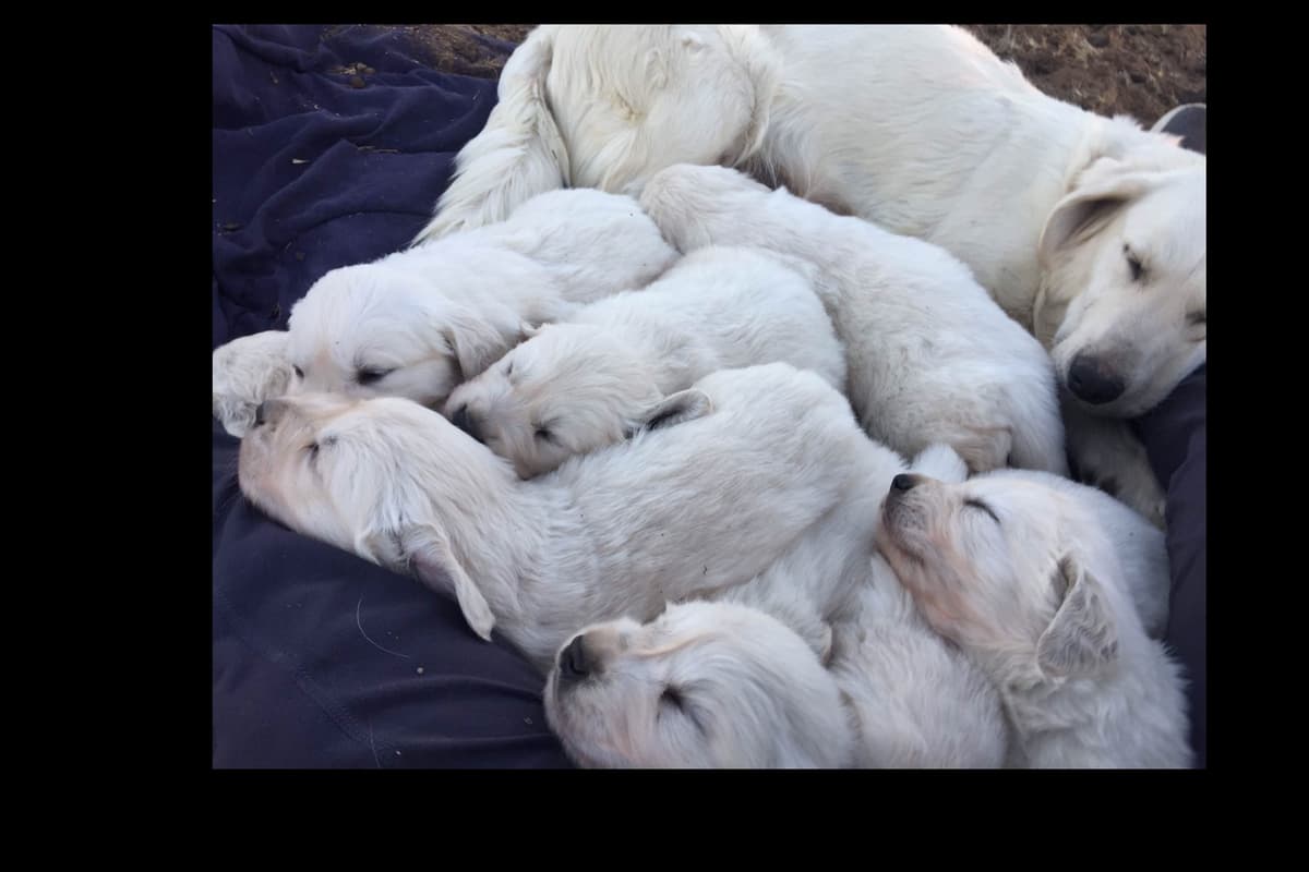 💙English CreamGolden Retriever Puppies $3500 breeder image 54