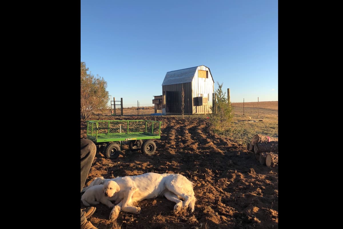 💙English CreamGolden Retriever Puppies $3500 breeder image 55