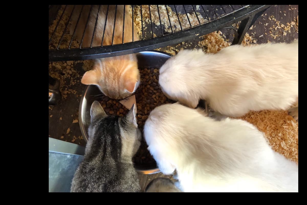 💙English CreamGolden Retriever Puppies $3500 breeder image 56