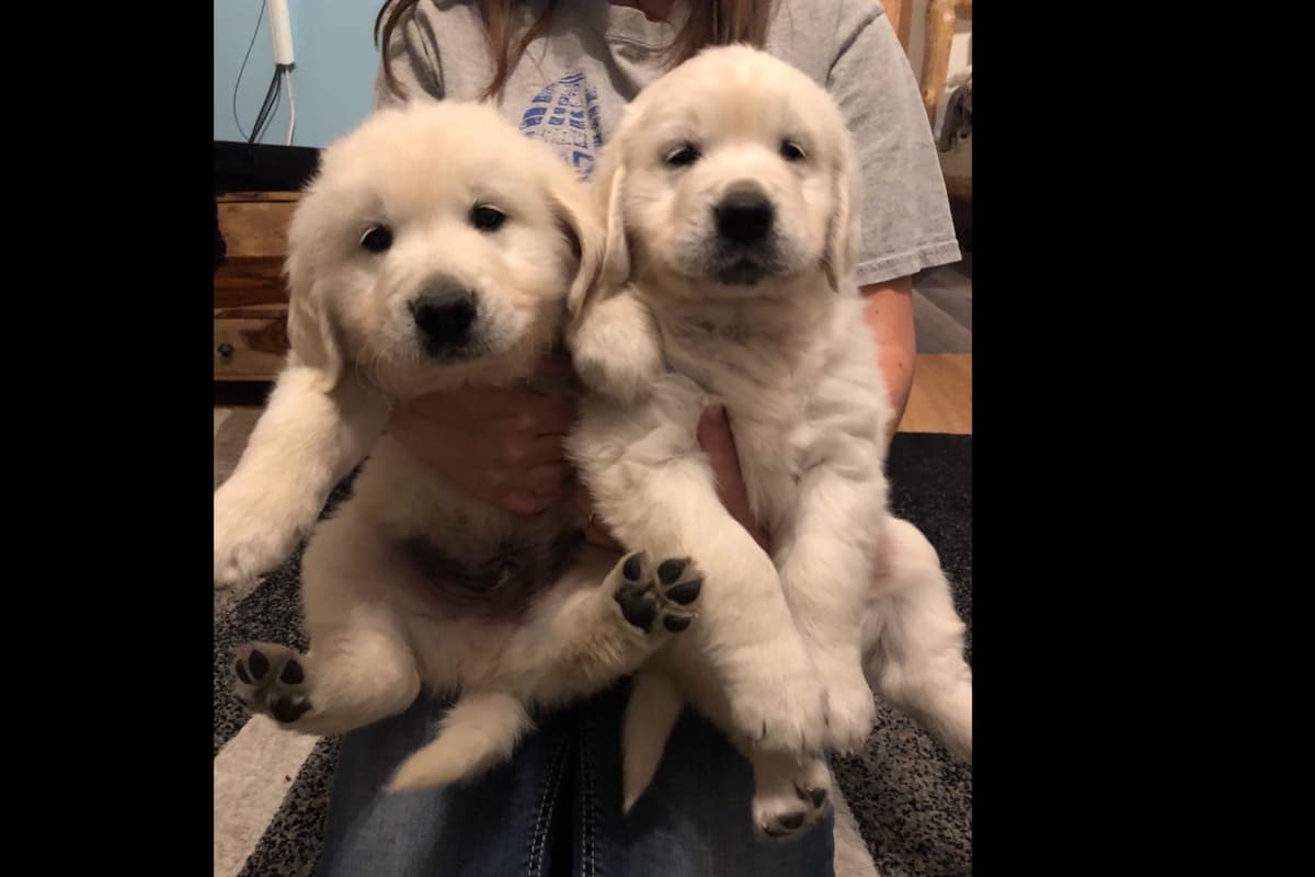 💙English CreamGolden Retriever Puppies $3500 breeder image 27
