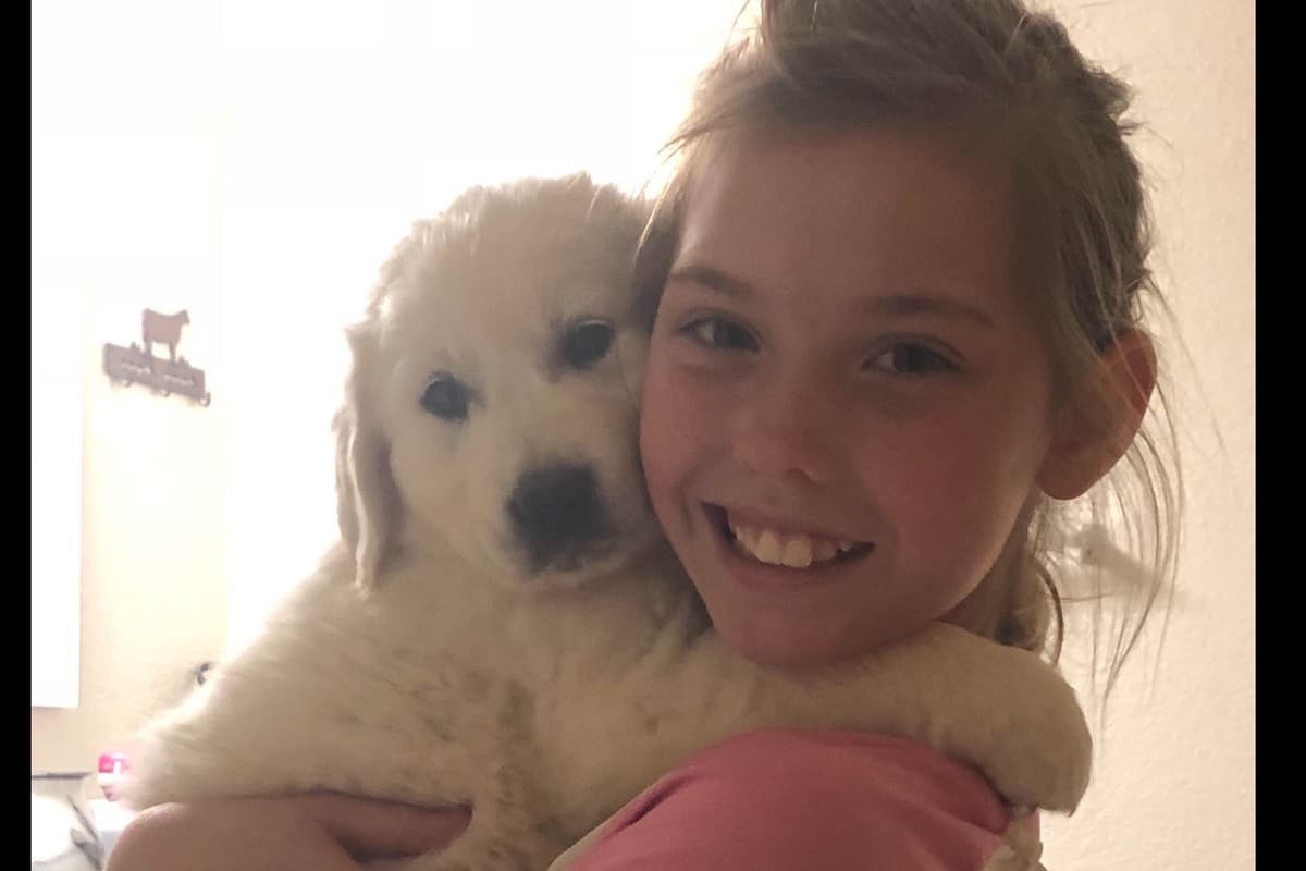 💙English CreamGolden Retriever Puppies $3500 breeder image 17