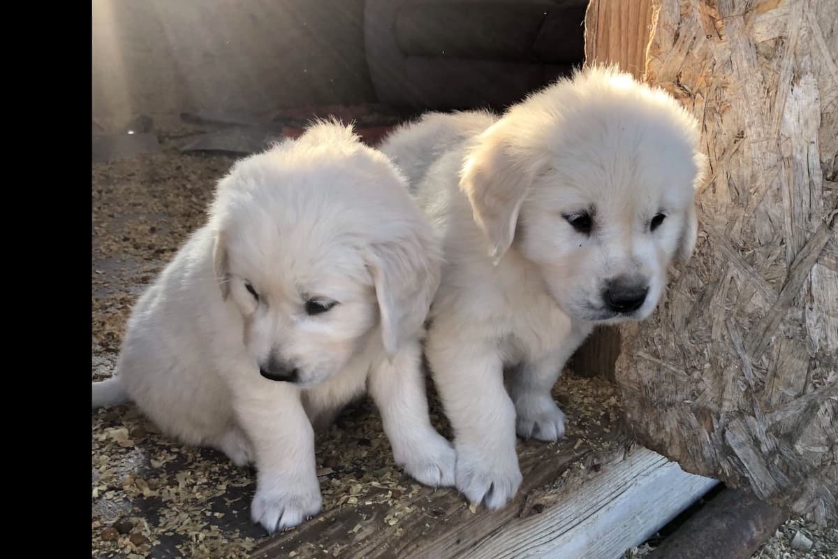 💙English CreamGolden Retriever Puppies $3500 breeder image 58