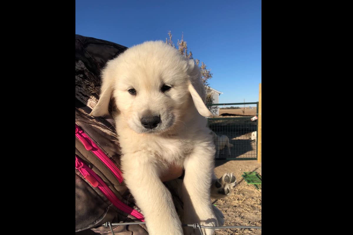💙English CreamGolden Retriever Puppies $3500 breeder image 59