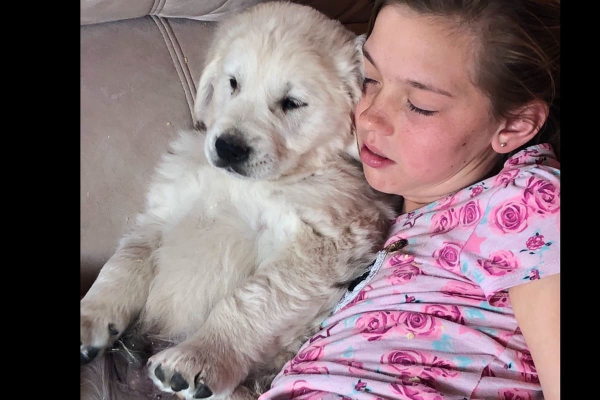 💙English CreamGolden Retriever Puppies $3500 breeder image 60