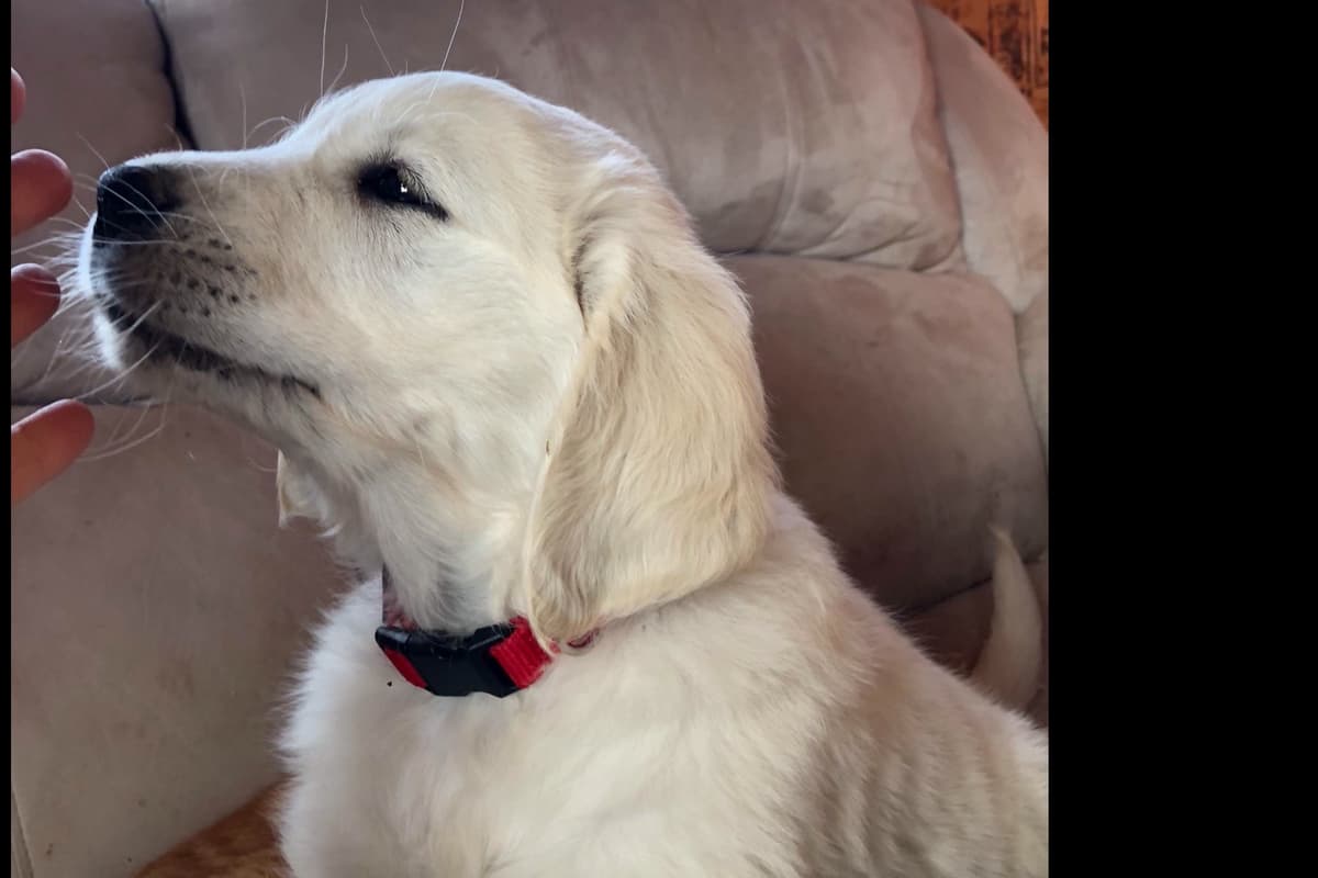 💙English CreamGolden Retriever Puppies $3500 breeder image 61