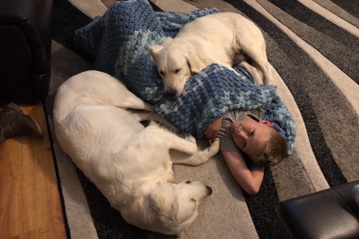 💙English CreamGolden Retriever Puppies $3500 breeder image 62