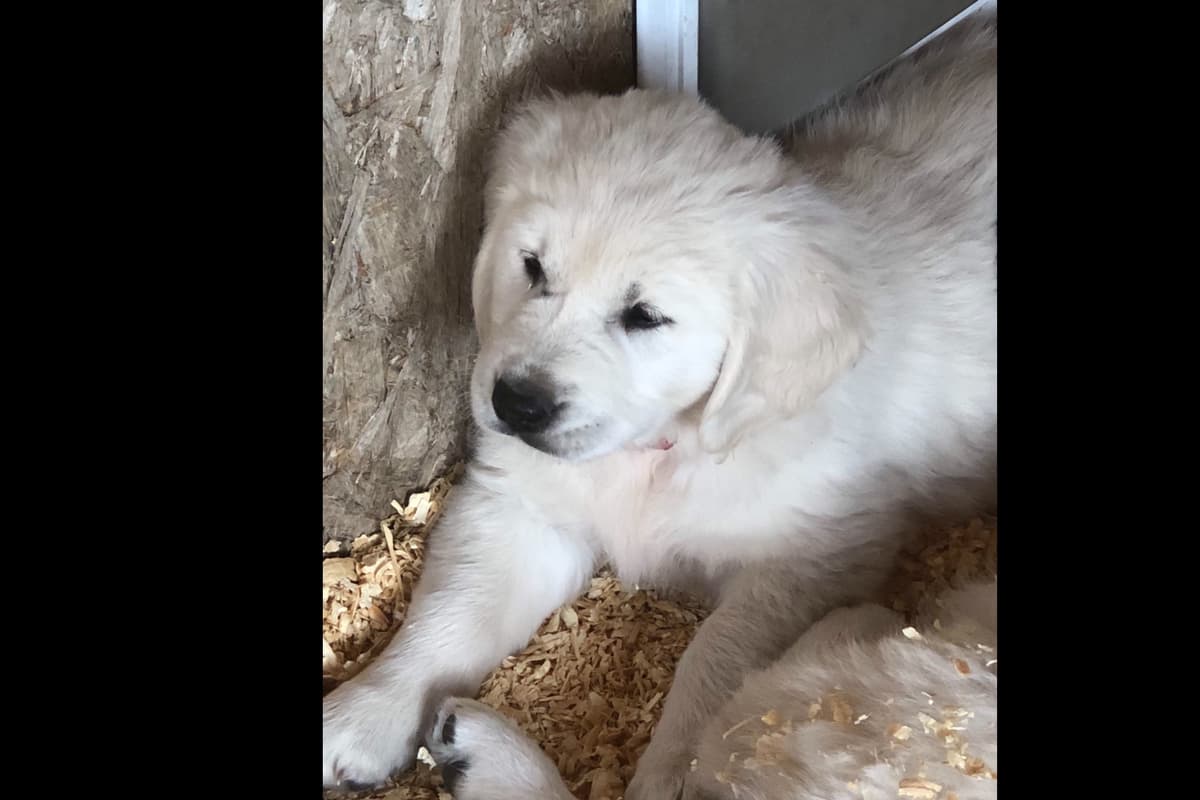 💙English CreamGolden Retriever Puppies $3500 breeder image 64