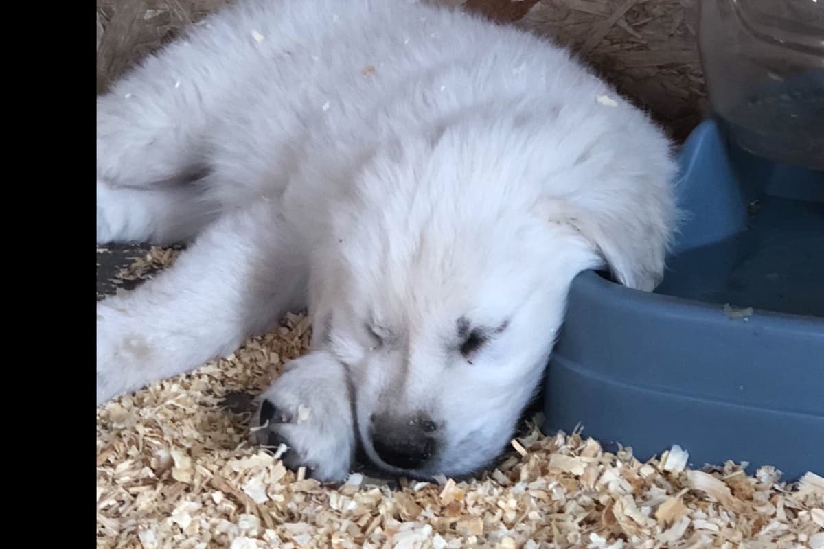 💙English CreamGolden Retriever Puppies $3500 breeder image 65