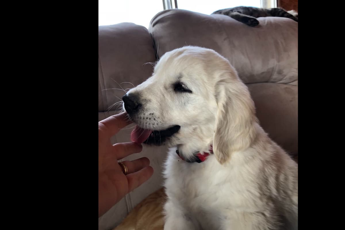 💙English CreamGolden Retriever Puppies $3500 breeder image 26