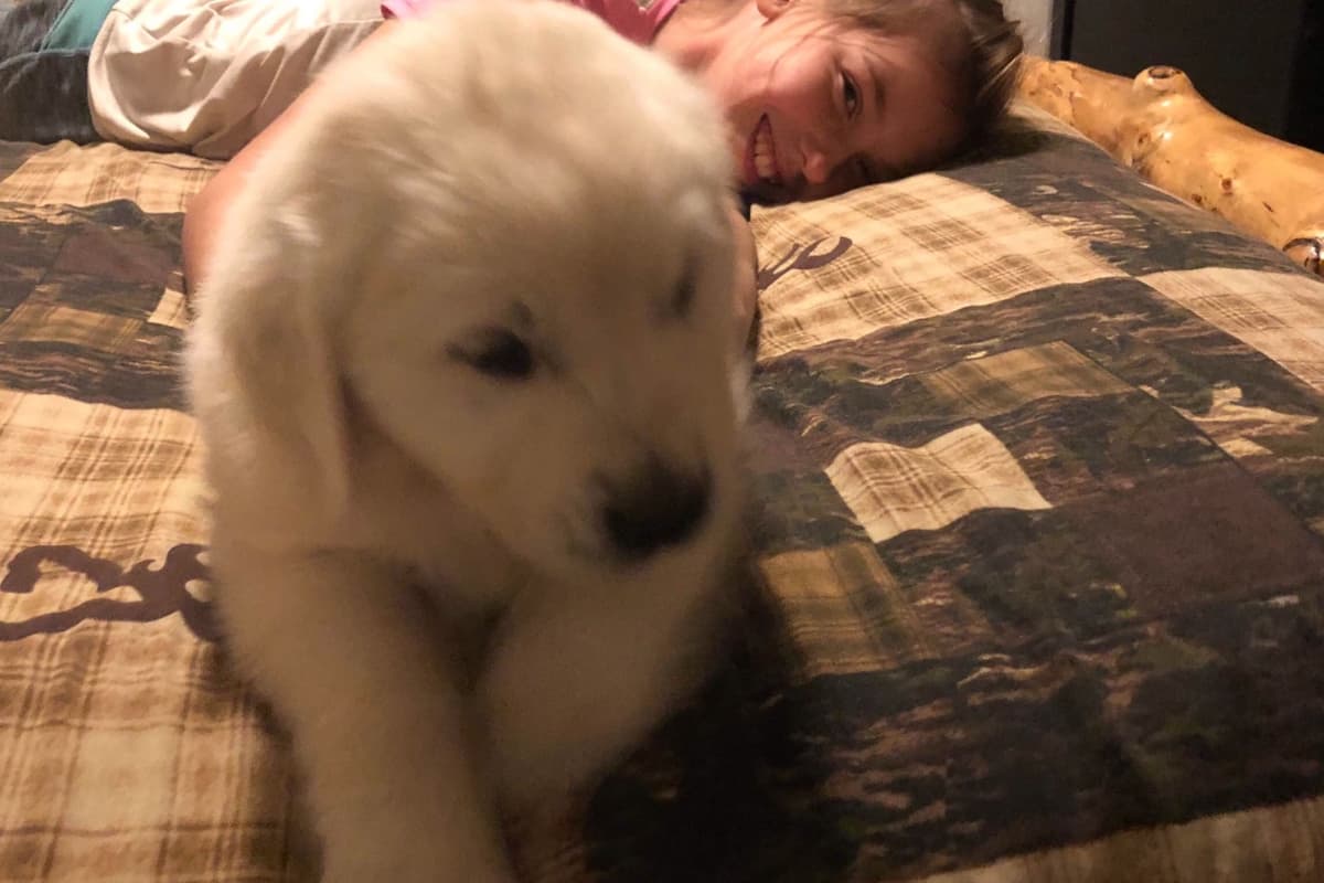 💙English CreamGolden Retriever Puppies $3500 breeder image 66