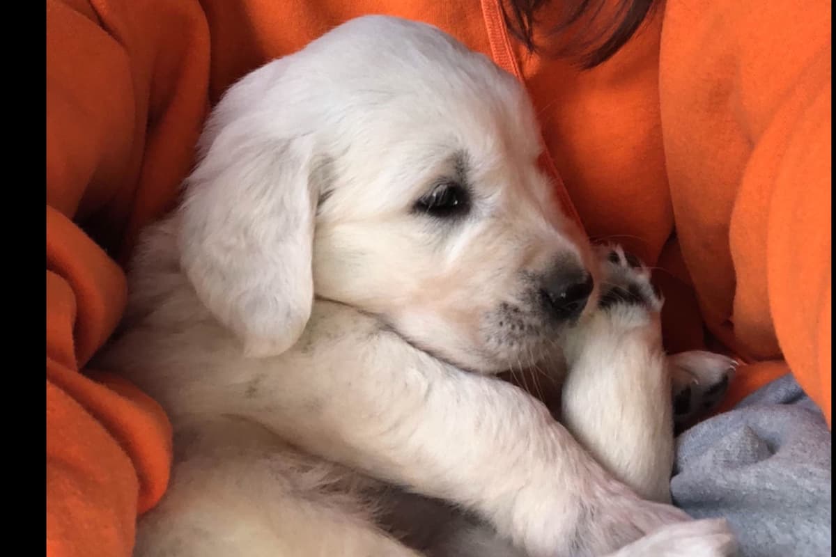 💙English CreamGolden Retriever Puppies $3500 breeder image 67