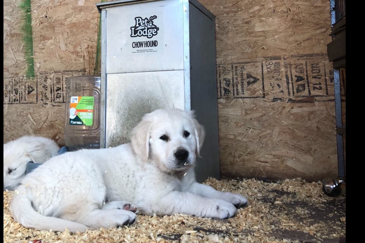 💙English CreamGolden Retriever Puppies $3500 breeder image 68
